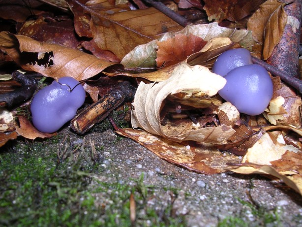 Mycena pura